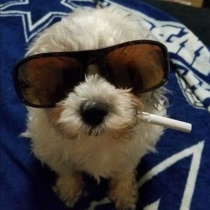 Meet your Posher, Abby